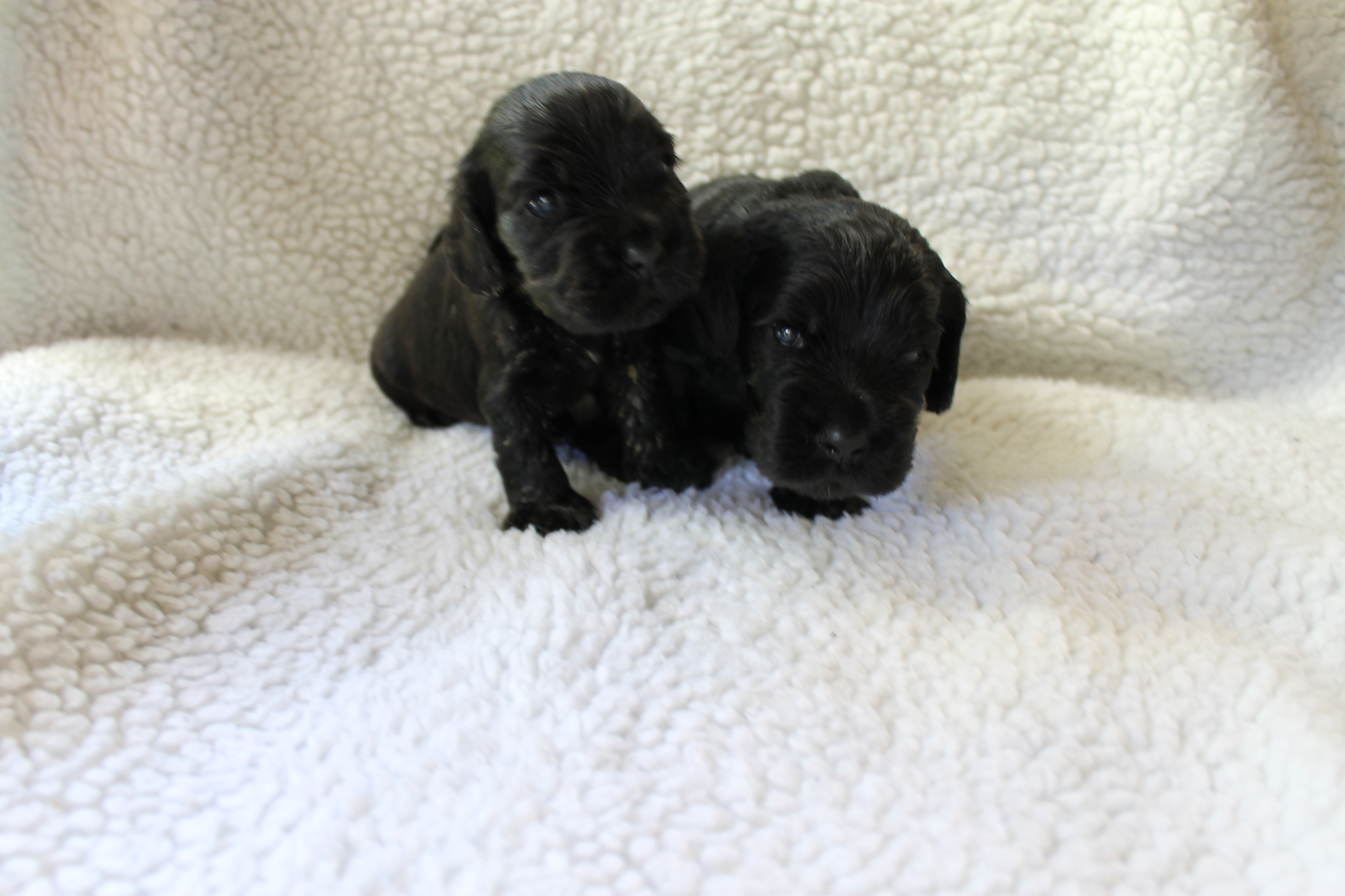 Sam und Sophia