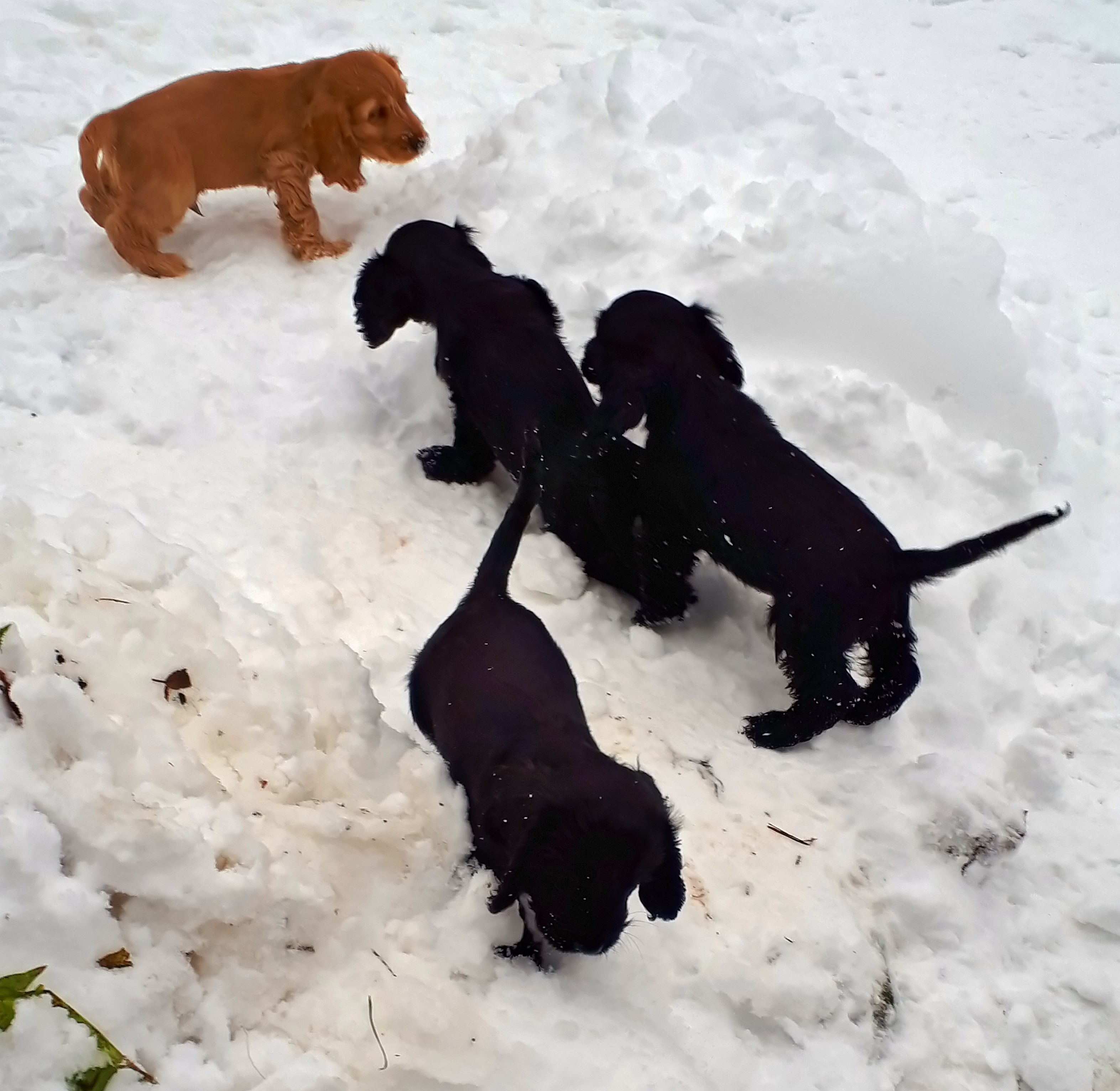 Die Vier im Schnee